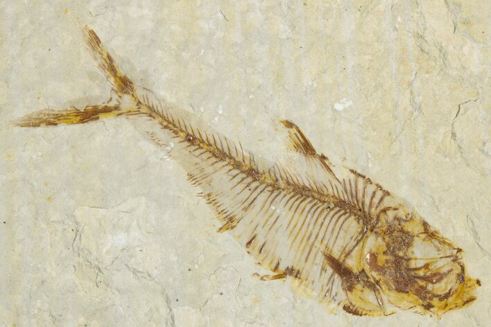 Bargain, Fossil Fish (Diplomystus) - Wyoming #355597